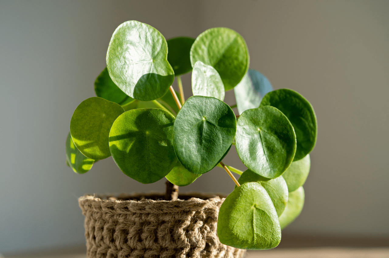 7 Common Problems with Chinese Money Plant