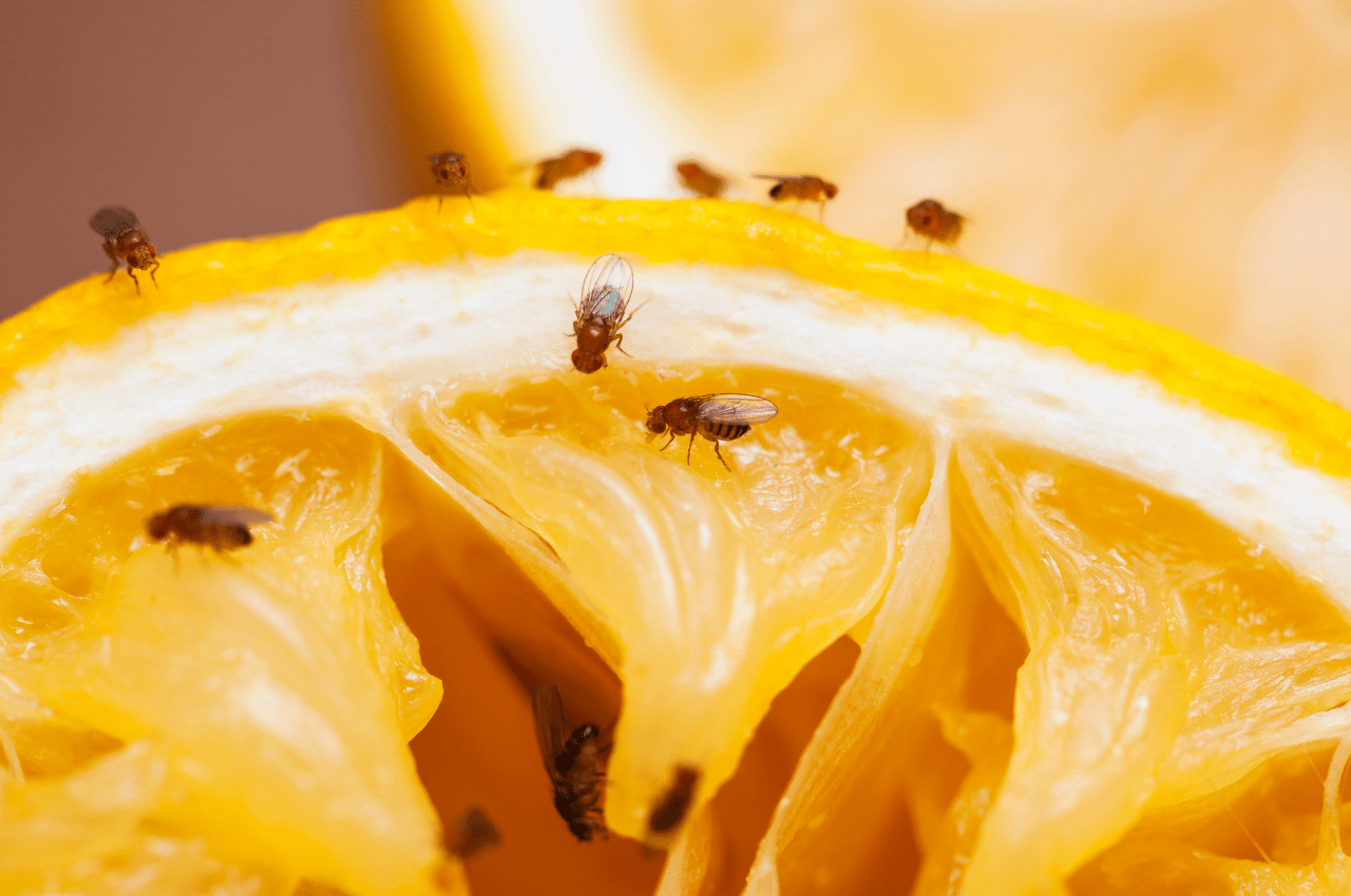 How to Get Rid of Fruit Flies: 4 Home Remedies You Must Try