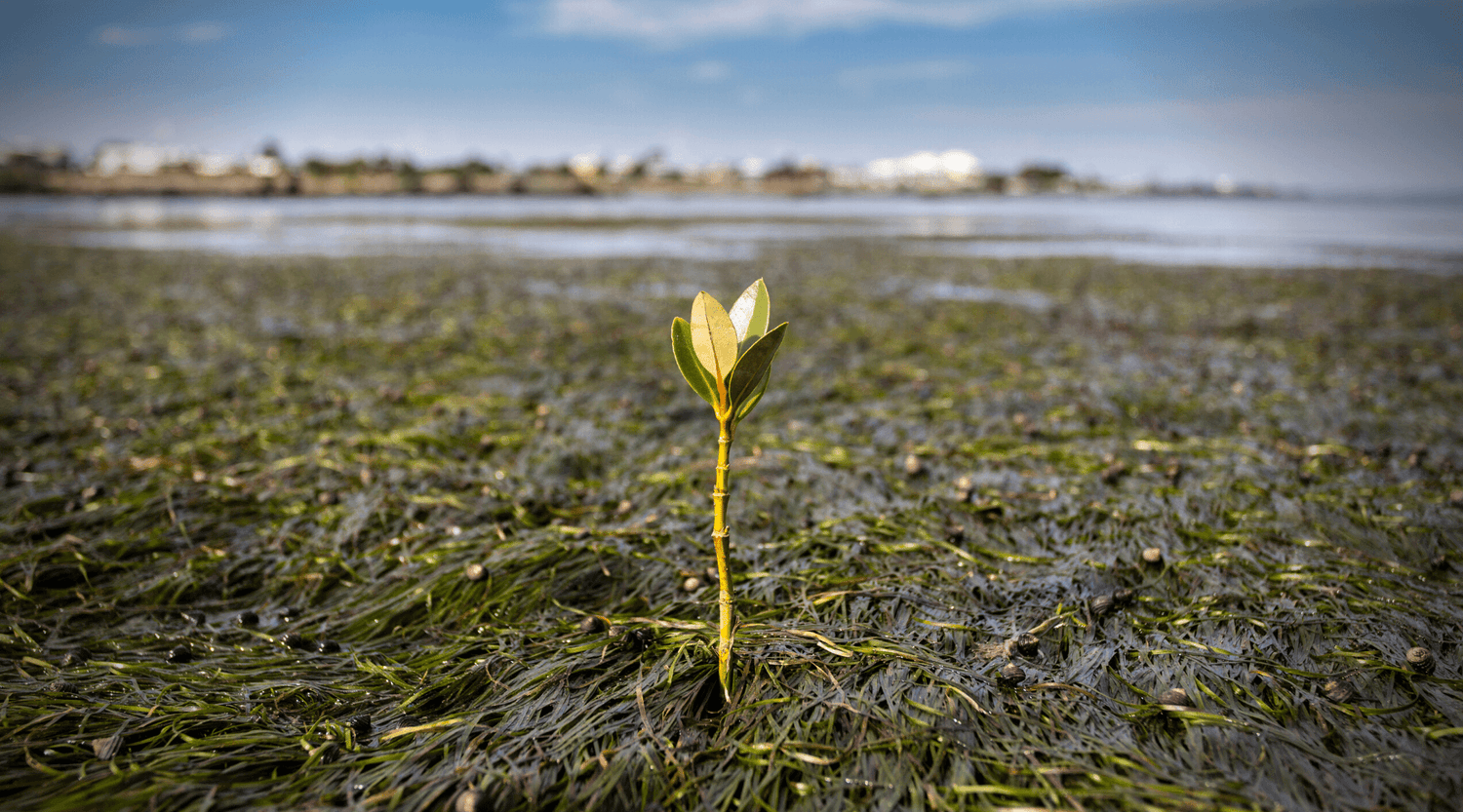 Best Trees For Carbon Sequestration And How to Plant Them