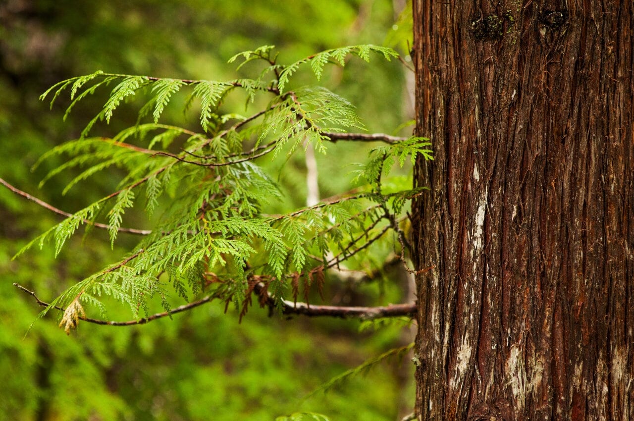 Cedar tree from the Pacific Northwest
