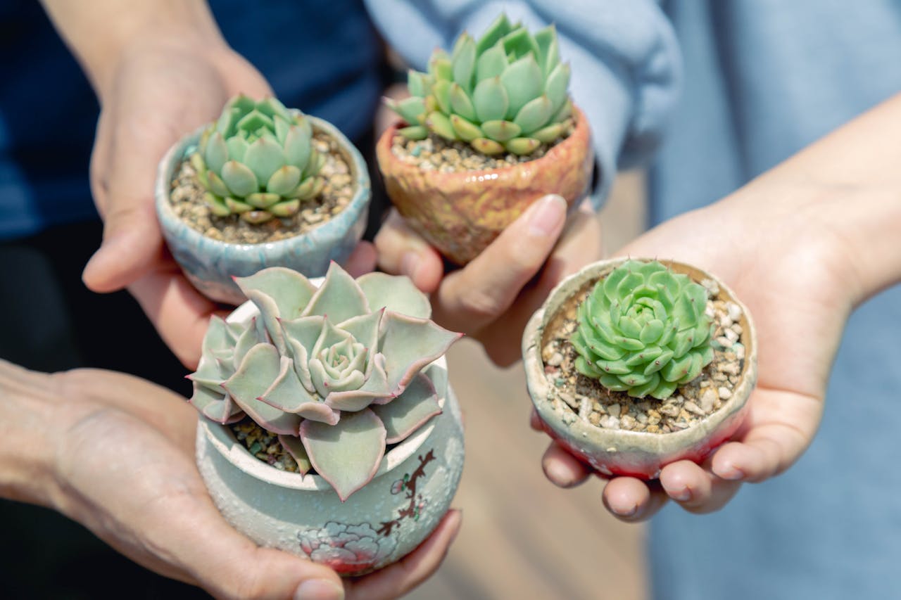Close-up of People Holding Tiny Succulents in Pots