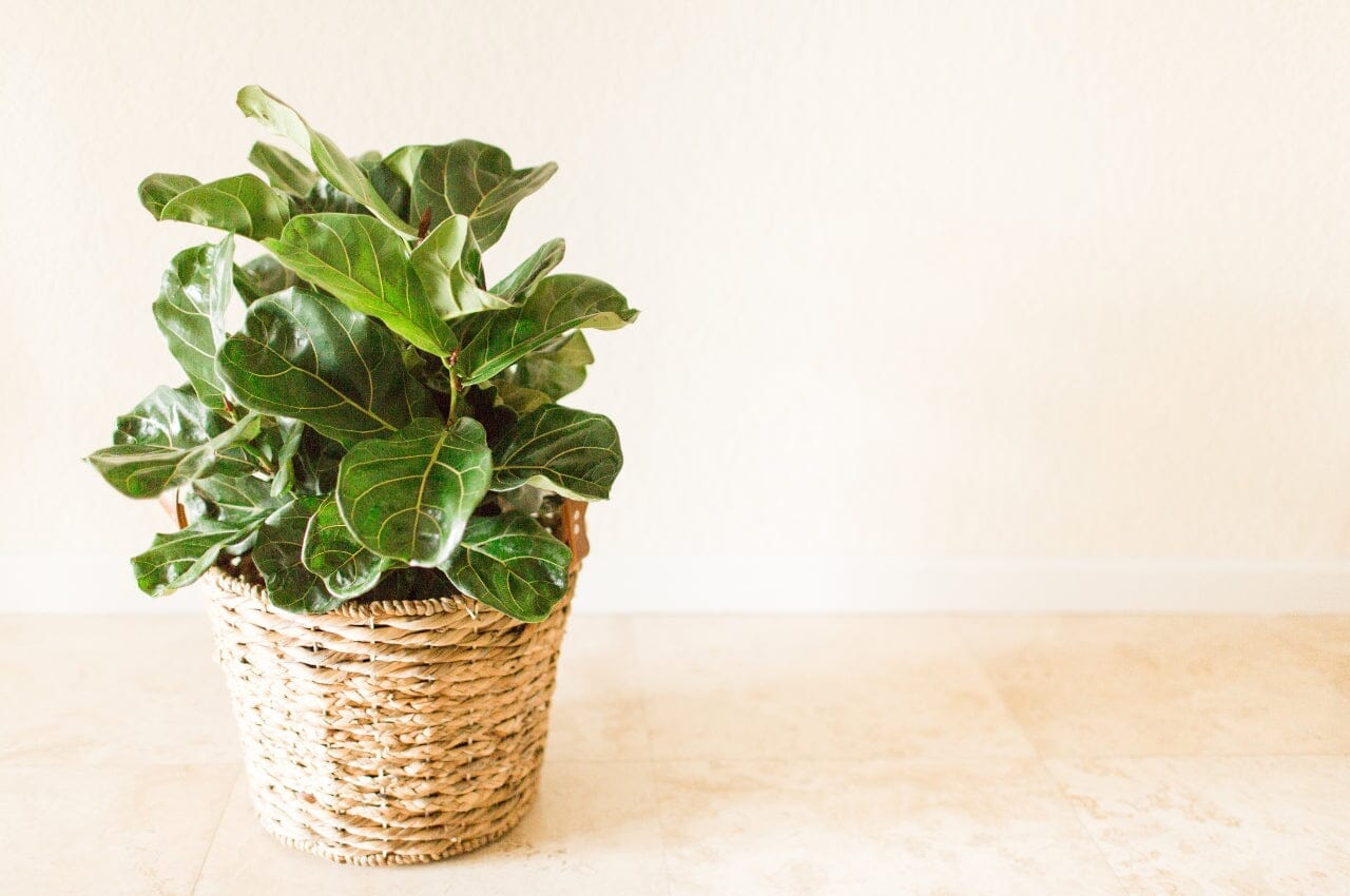 Common Problems with Fiddle Leaf Fig