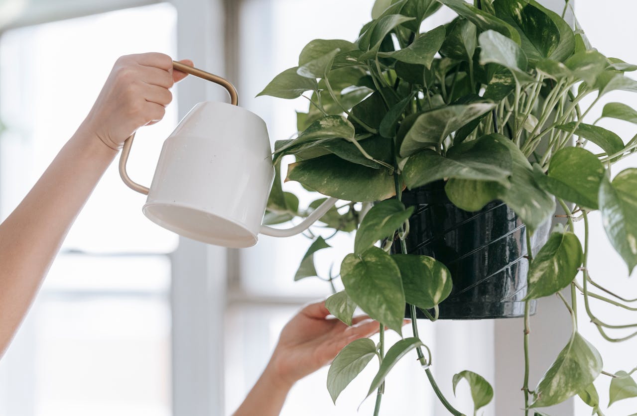 Person watering a potted golden pothos