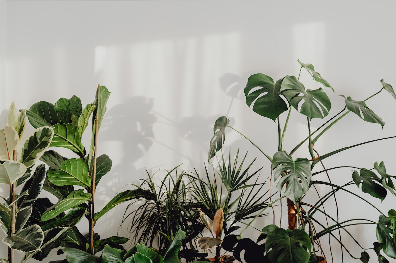 Green Houseplants Against White Wall