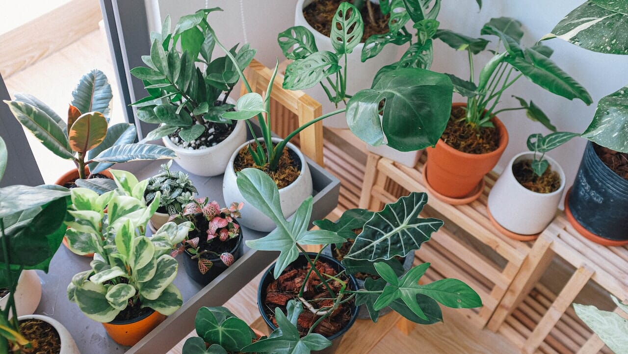 Houseplants on wooden planters