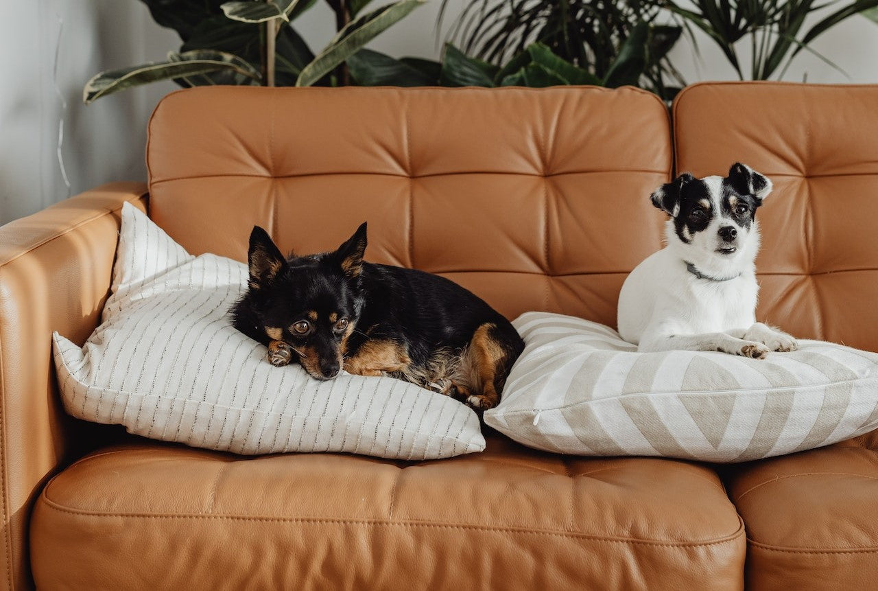 Pet Dogs Resting on the Couch