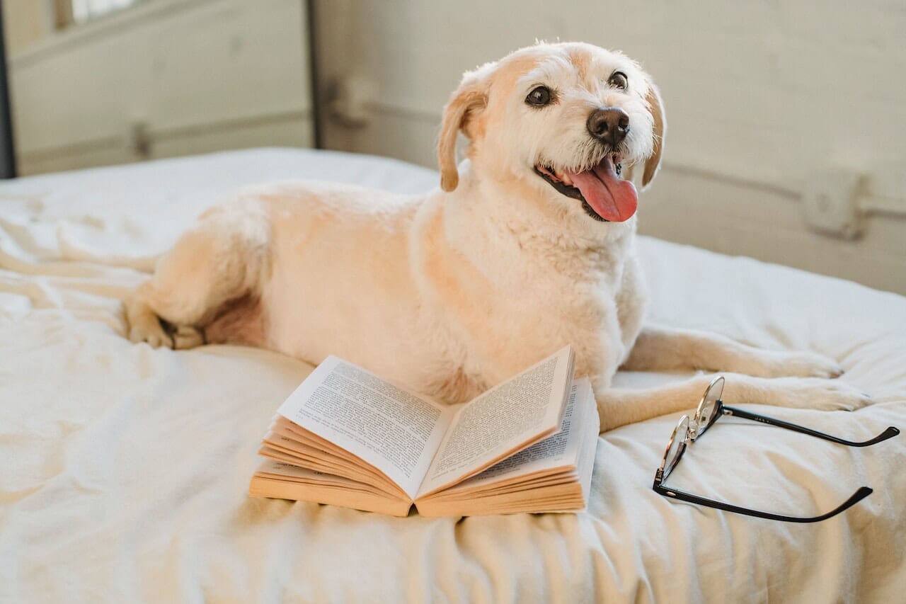 dog comfortably lays on the bed
