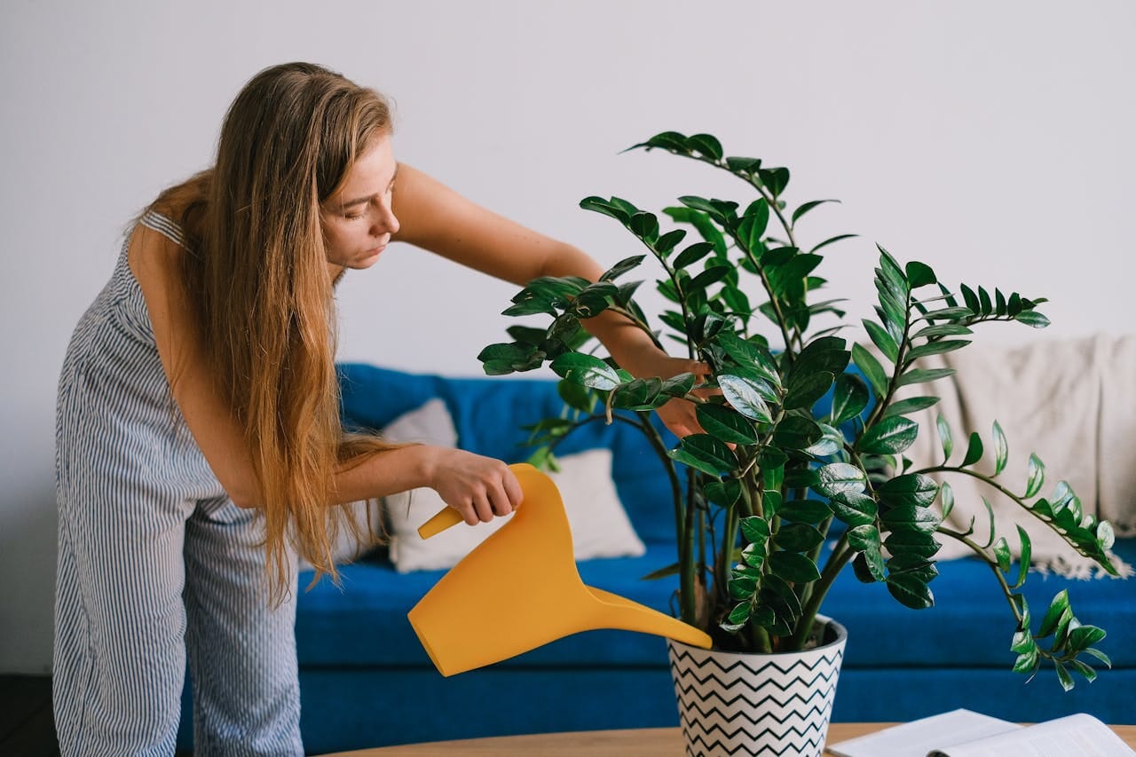 person watering a pot of zz plant