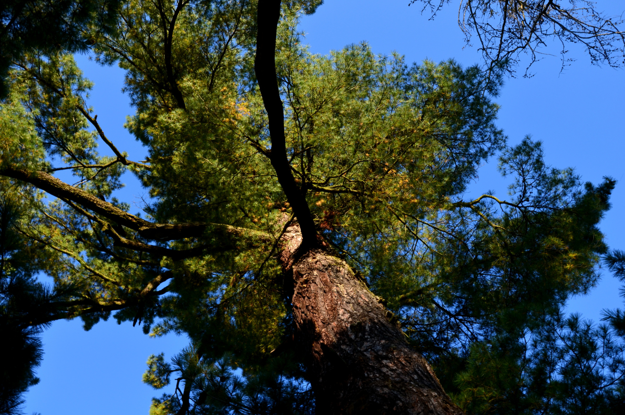 pine, commonly denominated the eastern white pine