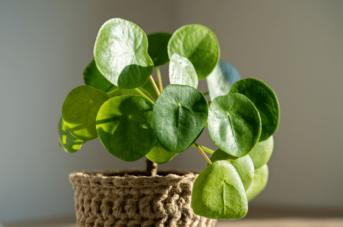7 Common Problems with Chinese Money Plant