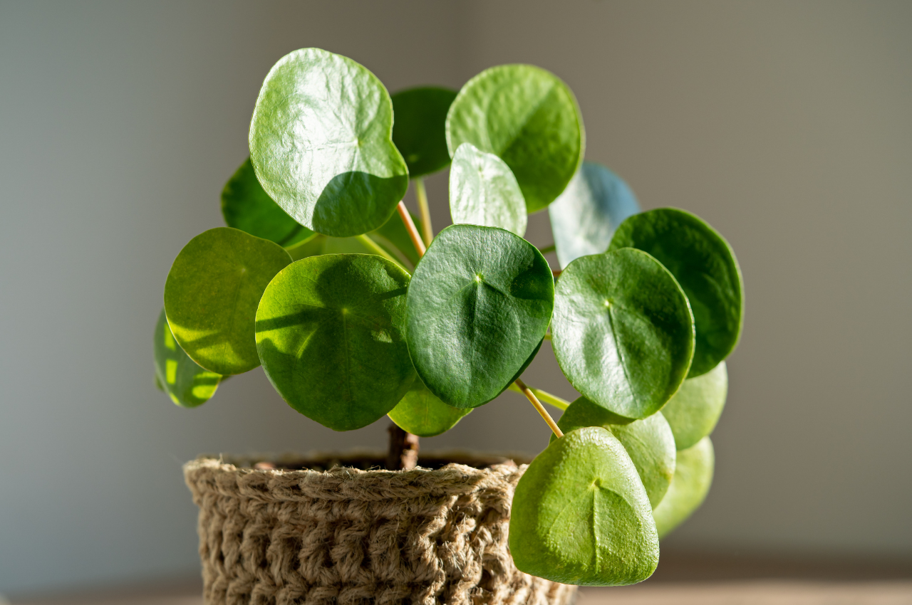 Common Problems With Chinese Money Plant