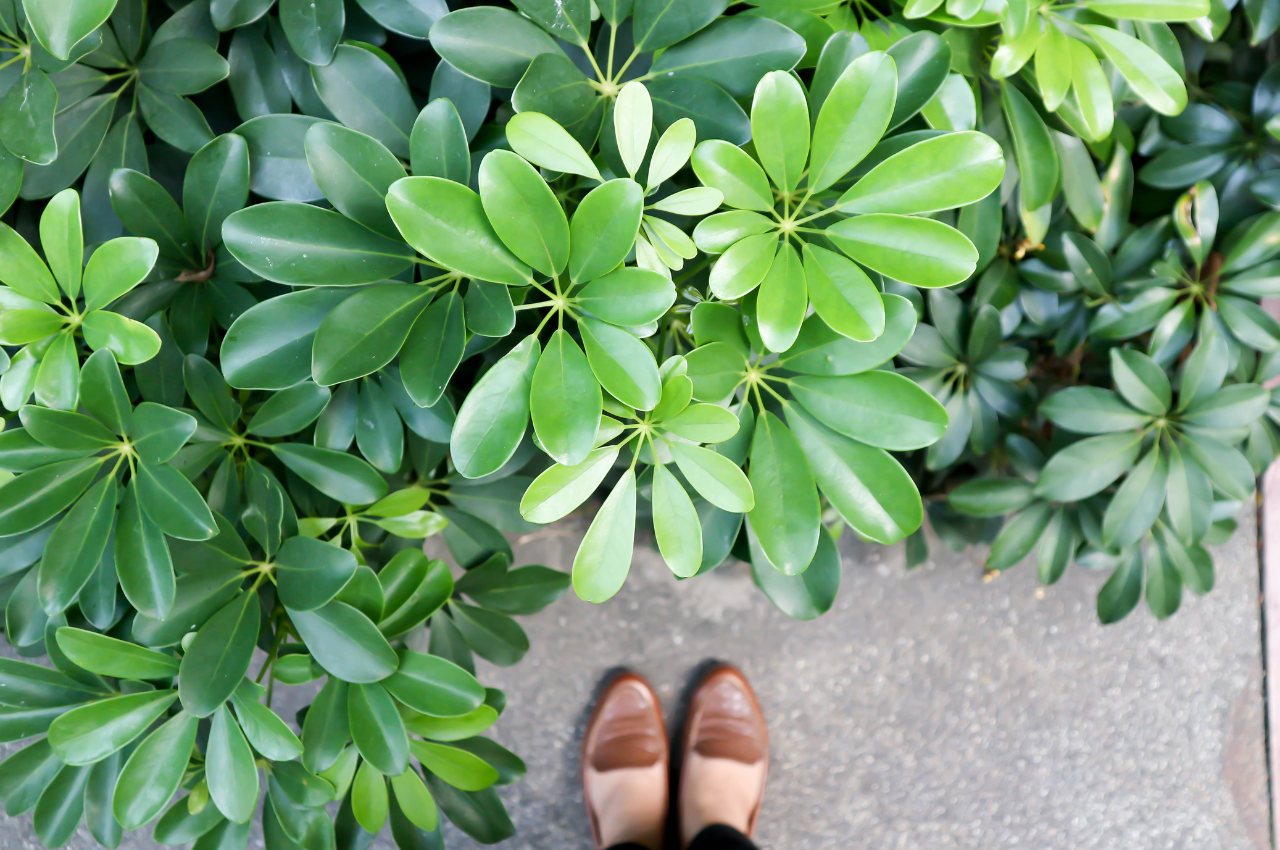 How to Grow an Umbrella Plant Indoors