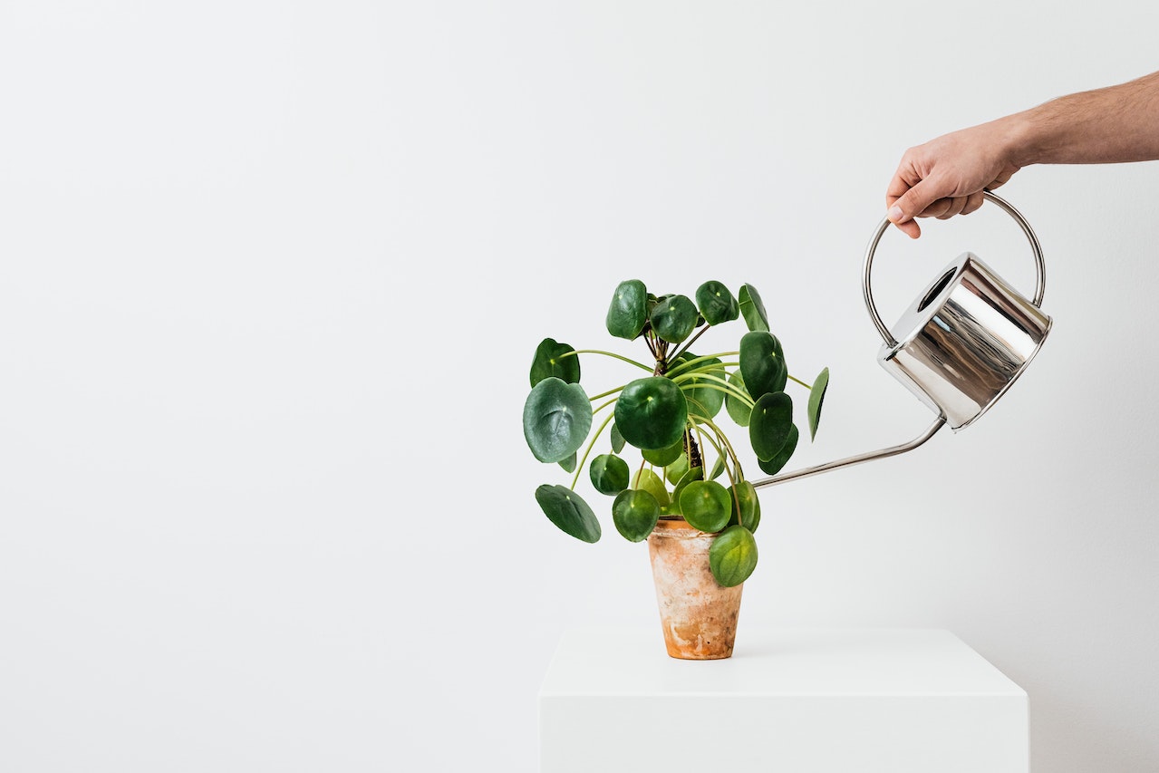 Tips for Growing a Chinese Money Plant