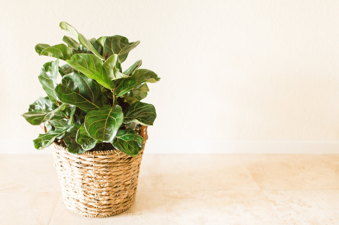 Common Problems with Fiddle Leaf Fig