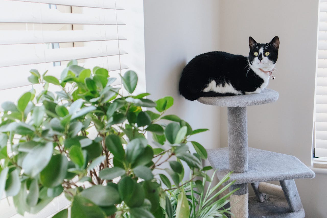 Cat-Friendly Plants for Your Feline Friends at Home