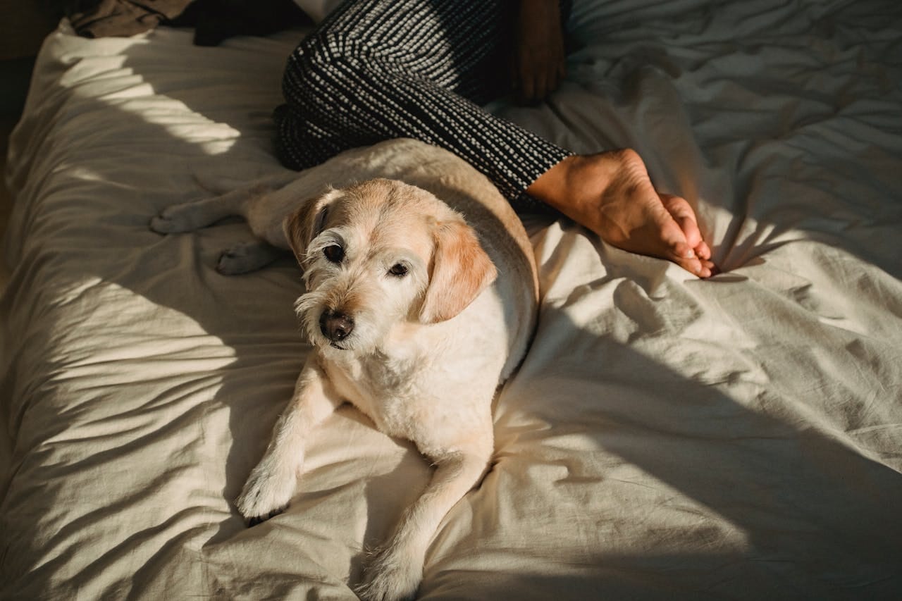 Are You Looking for a Pet Bed? Here's One!