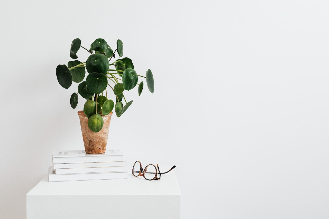 Decorating With Chinese Money Plant