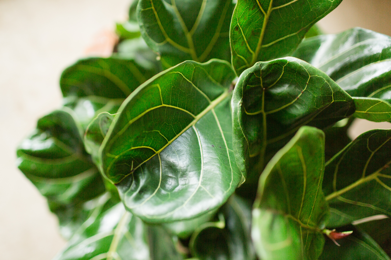 Growing a Fiddle Leaf Fig, What You Must Know