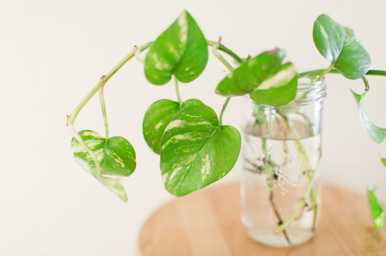 Pothos Plant Care, Grow It the Right Way