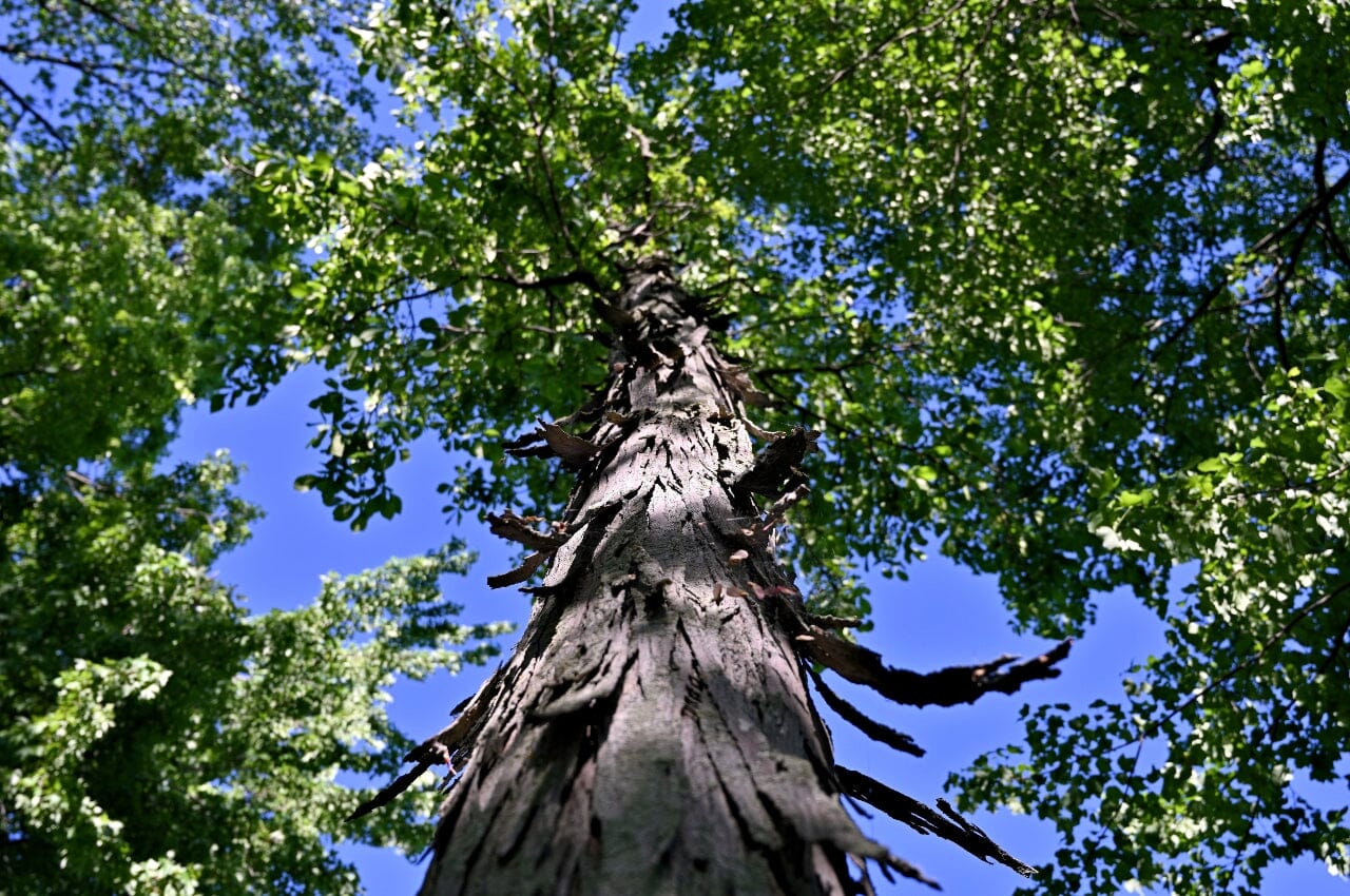 Hickory Tree by Elmar Langle from Getty Images