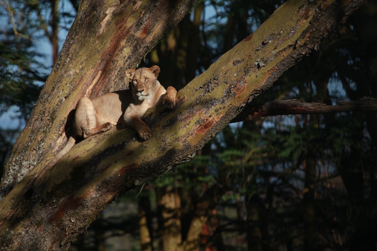 Lioness resting on tree in woodland - big cat species are among those critically endangered
