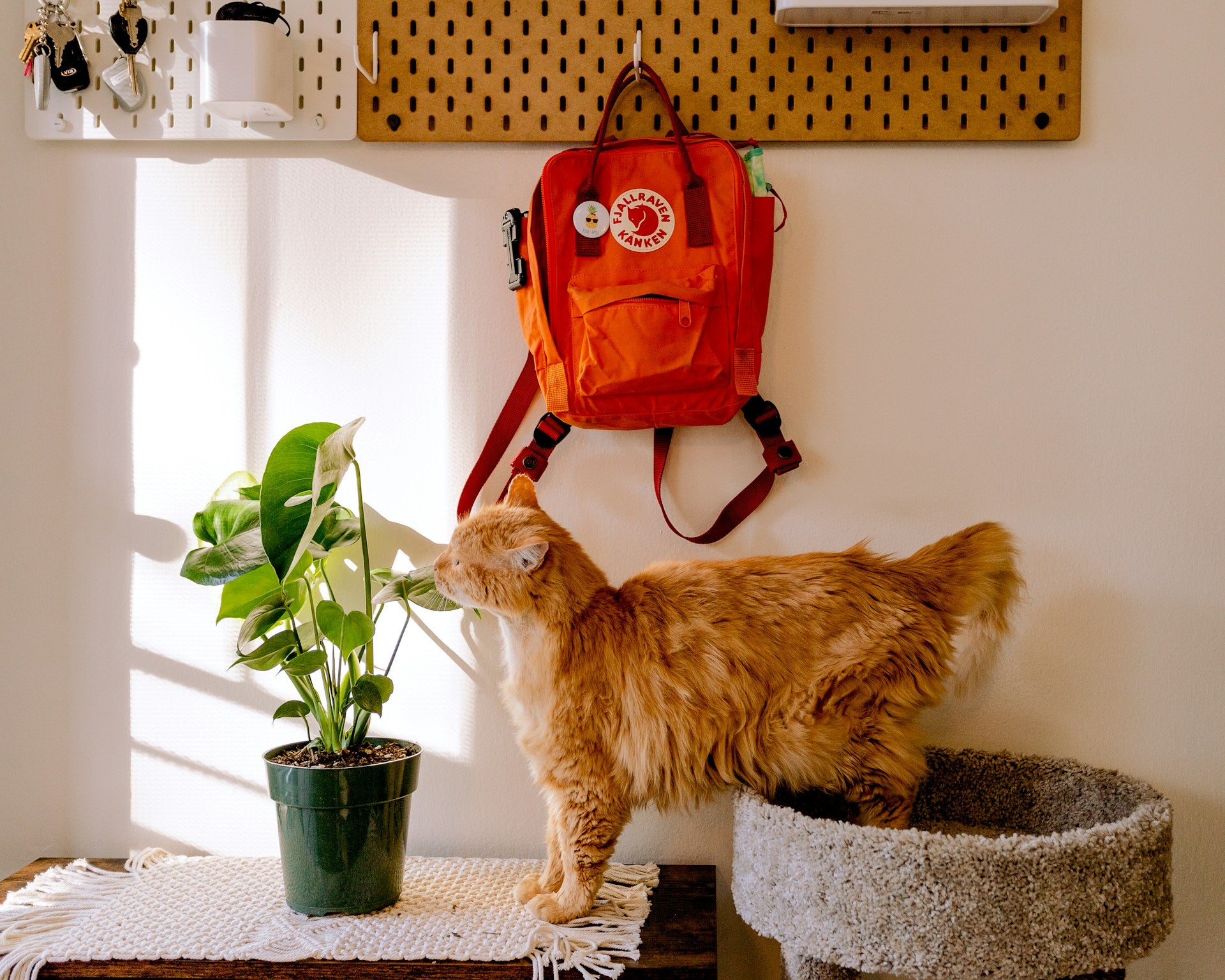 Orange cat at home, photo via Unsplash