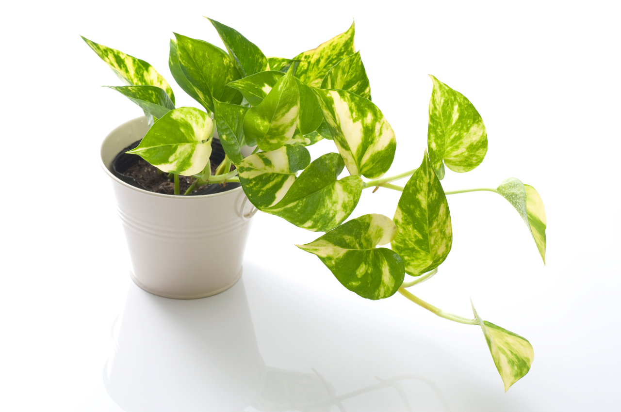Pothos Plant, Why It’s the Best Houseplant for Beginners