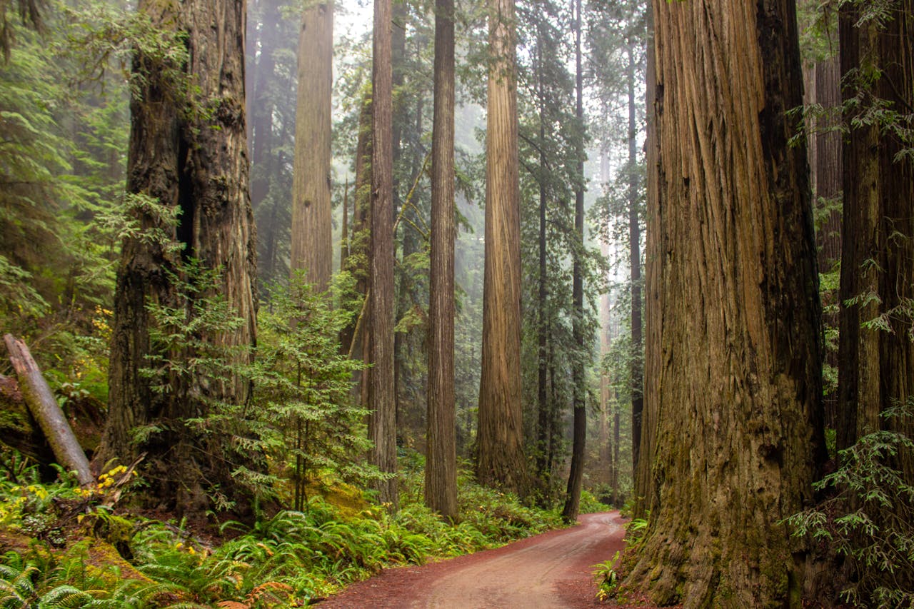 Trees Beside Road - Featured Image for "8 Endangered Trees in North America"