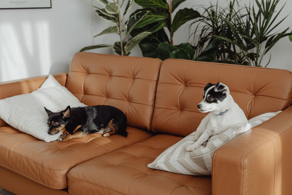 Leather Furniture in Columbus: A Buyer's Guide to Quality Hides & Frames
