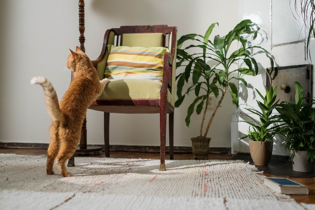 What Do Rug Pads Do: 5 Reasons Why You Need Them
