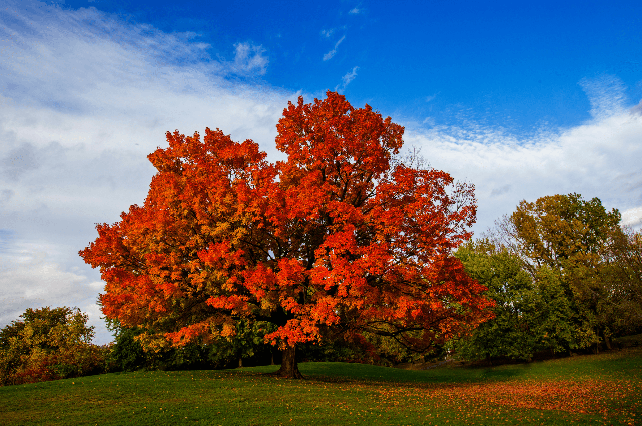 A lone maple tree stands on a beautiful field