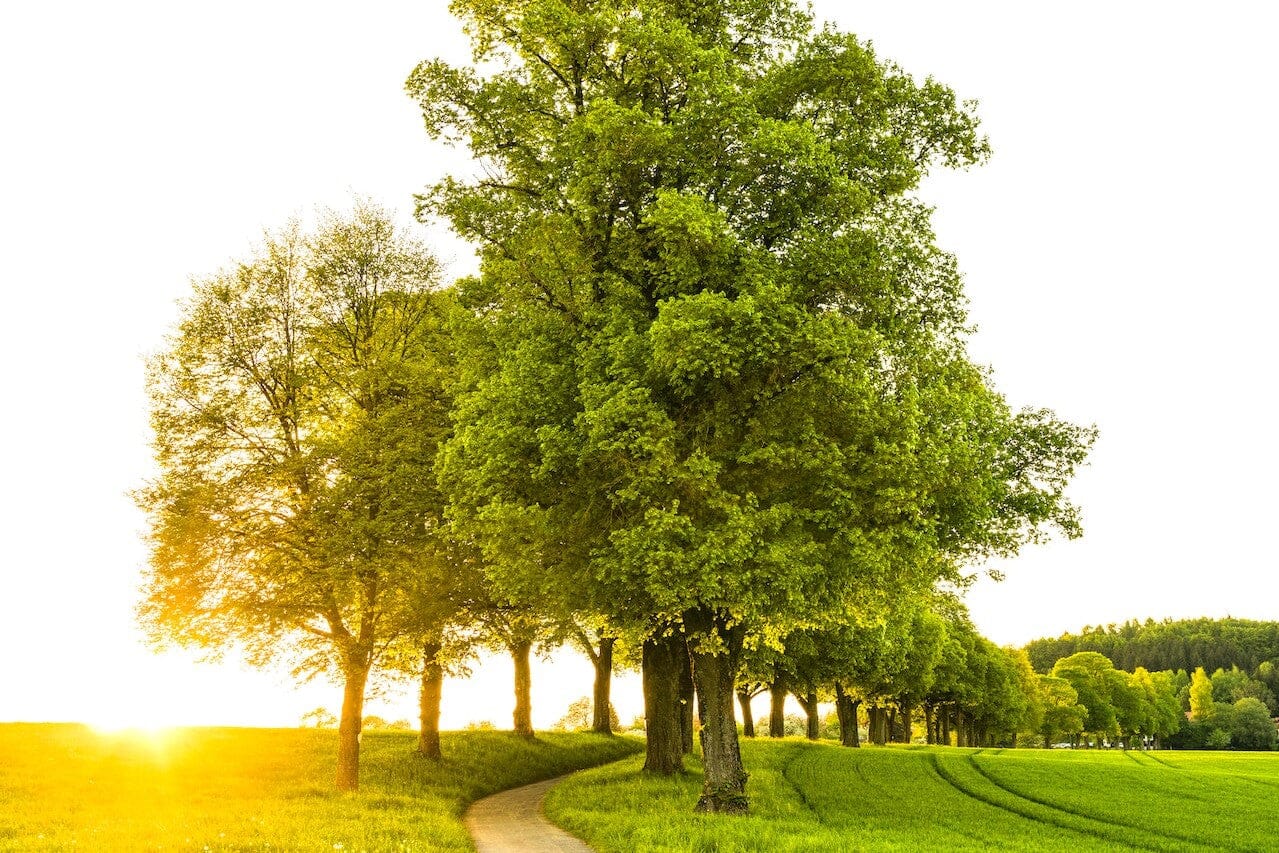 Green and vibrant oak trees stand in a row