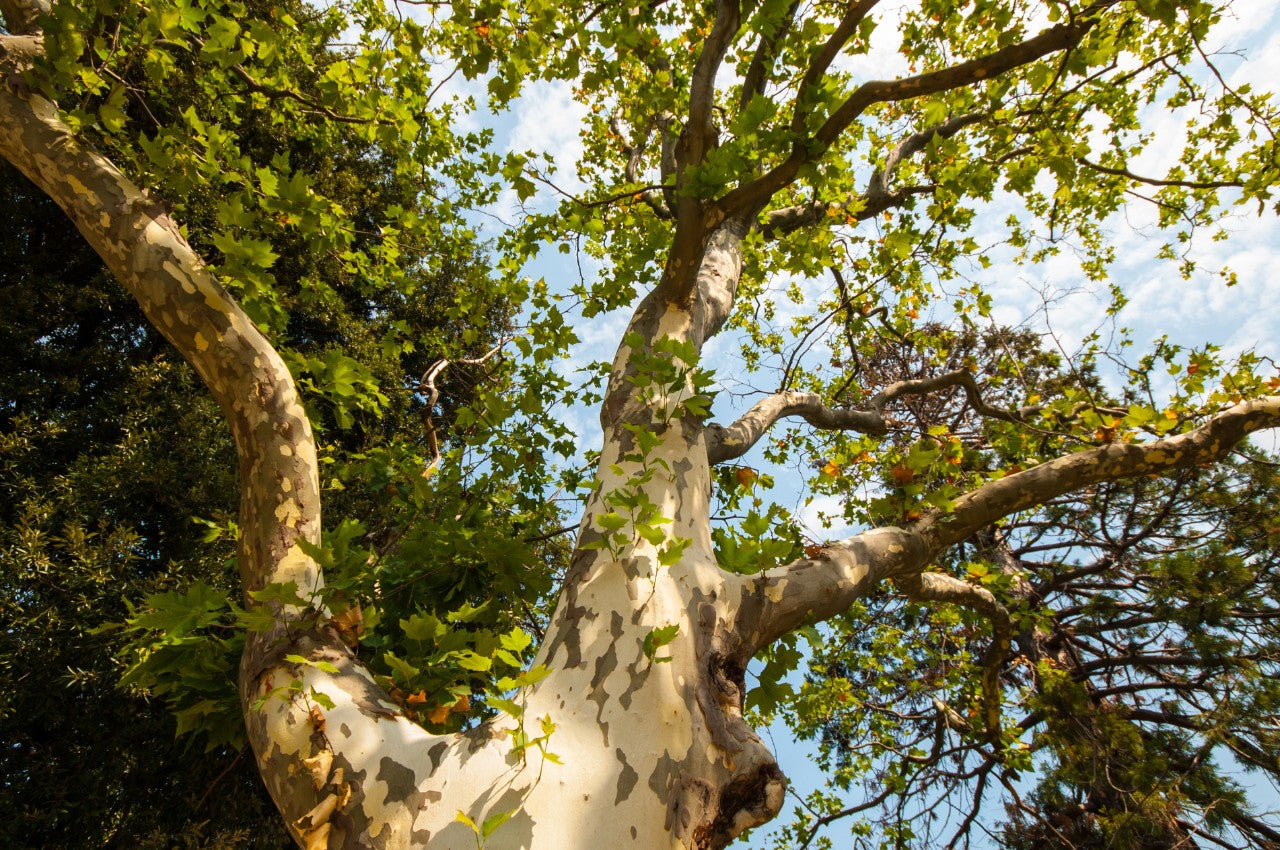 Sycamore tree 
